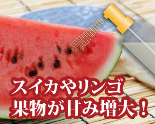 スイカやリンゴ果物が甘み増大！